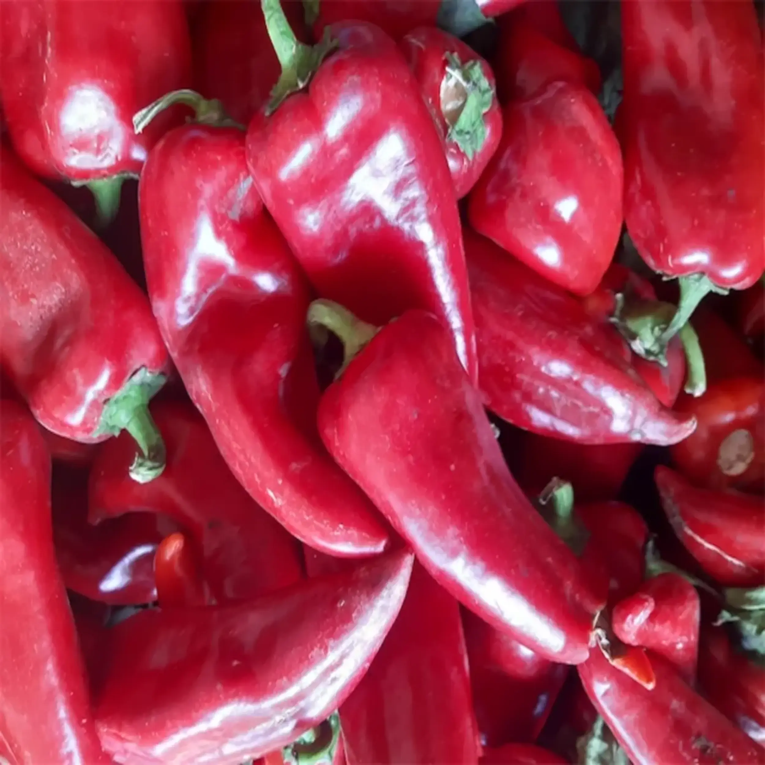 Patlıcan 1 KG + Kapya Biber 1 KG