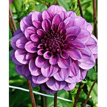 Dahlia Çiçekli Dream Rosy Mor Zinya Çiçeği Tohumu 40 Tohum