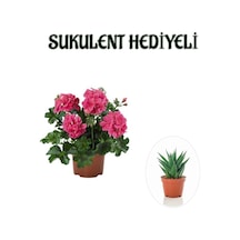 Hediyelik Pembe Sakız Sardunya Çiçeği Fidanı Sevgililer Gününe Özel Sukulent Hediyeli