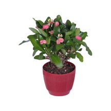 Dikenler Tacı Çiçekli Hediyelik Fidan 20-30cm