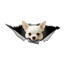 Beyaz Chihuahua Araba Leptop Sticker Etiket 20Cm