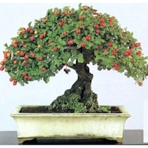 Nadir Ithal Bodur Kırmızı Alıç Bonzai Ağacı Tohumu 3 Tohum Bonsai Tohumu