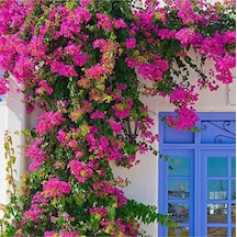 Serada Decor Plant Pembe Sarılıcı Begonvil Çiçeği Fidanı 100cm