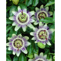 5 Çarkıfelek Çiçeği TohumuPassiflora Caerulea N11868