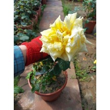 Videolu Yediveren Sarı Gül 10-15 Cm Saksılı/tüplü 1 Adet Aşılı Gül Yellow Rose