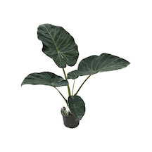 Alocasia 'Regal Shield' (Fil Kulağı) Ø19 CM Y70-80 CM