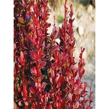 1 Adet Roket Berberis Çiti Fidanı 40-80cm Saksılı Rocket Barberry