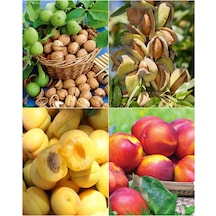 4 Çeşit Karışık Meyve Fidanı Ceviz , Badem , Kayısı ve Nektarin