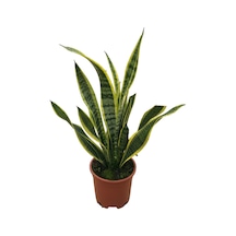 Sansevieria Trifasciata Paşa Kılıcı Ø21 Cm Y50-60 Cm