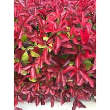 Videolu Alev Çalısı 40 60 Cm 1 Adet Saksılı Dış Mekan Bitkisi Photinia Fraseri