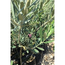 Ada Tarım Tüplü 1 Yaş 2 Adet Gemlik Zeytin Kırmalık