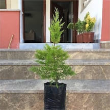 Gardenbox Tüplü Limoni Servi Fidanı 4 Adet Boy 50-60cm Canlı