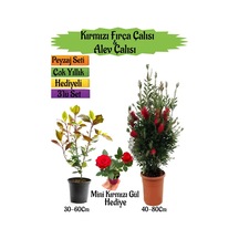 Kırmızı Fırça Çalısı+alev Çalısı Fidanı+mini Kırmızı Gül Peyzaj Seti