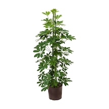 Videolu Tek Dal Şeflera Çiçeği 45-65cm Saksılı Iç Mekan/salon Bitkileri Schefflera