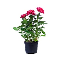 Yediveren Saksılı Pembe Gül 20-30 Cm 20 Adet