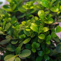 Tüplü Herdem Yeşil Buxus Sempervirens Şimşir Fidanı