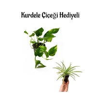 Pothos Salon Sarmaşığı Sevgililer Gününe Özel Helen Saksı Hediyeli Ofis Bitkisi