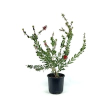 Serada Decor Plant Fırça Çalısı Çiçeği 2 Adet Dolgun Formlu Saksılı Dış Mekan Bitkisi
