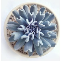 Videolu Sukulent Echeveria Runyonii Topsy Turvy Bitkisi 1 Adet Saksılı 5-10cm Salon Bitkisi