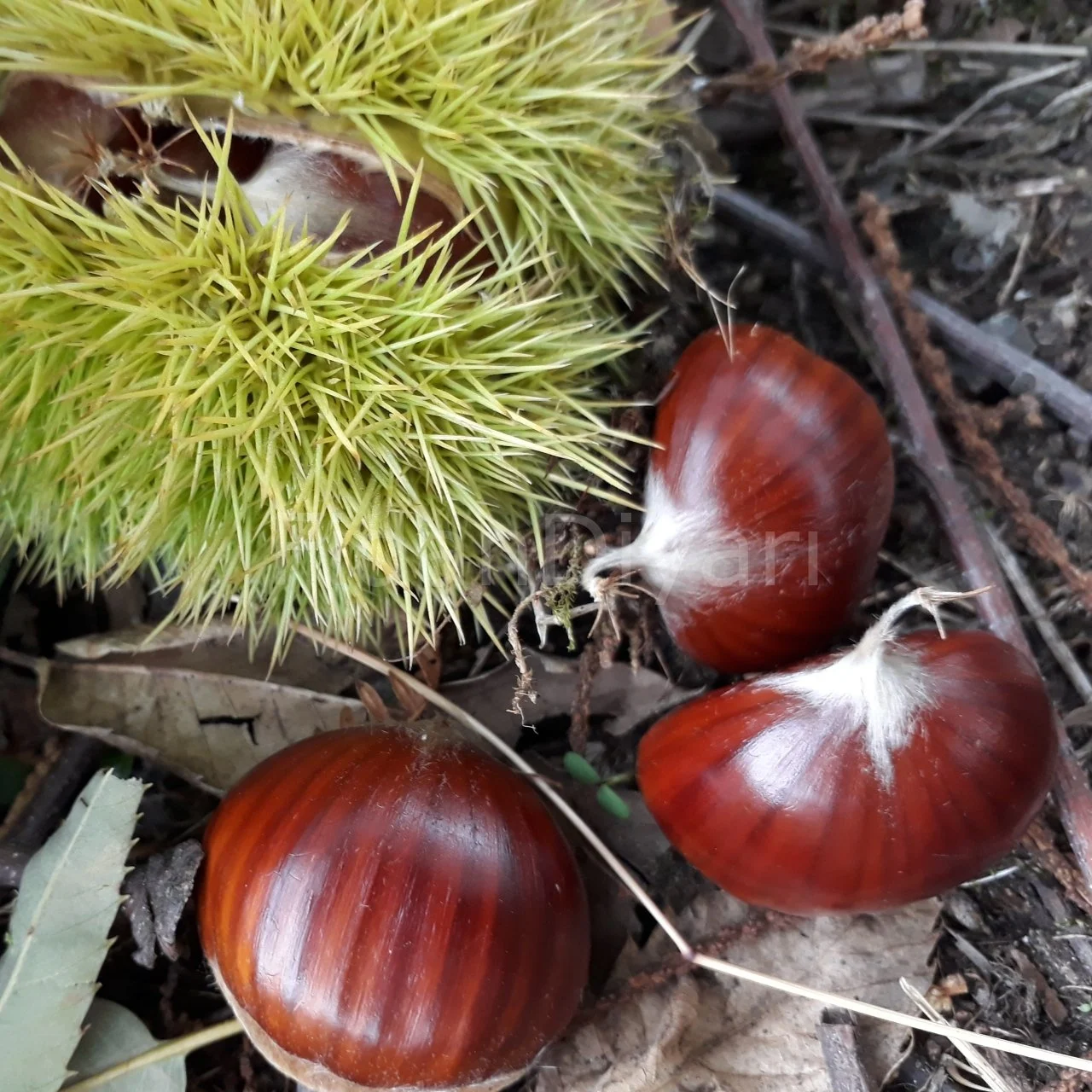 Gümeli Aşı Kestanesi - Duble Büyük Boy, Yeni Sezon Taze Doğal 500 Gr