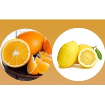 Tüplü Aşılı Bodur Saksılık Nevalina Portakal+ Yediveren Limon 5 Yaş