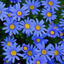 Sky Blue Aster Çiçeği Tohumu 100 Tohum