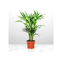 Areka Palmiyesi Dypsis Lutescens 80-100cm