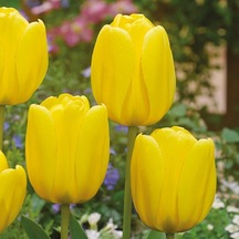 Sarı Apoldern Lale Soğanı 5 Adet