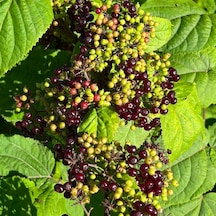 Kara Mürver Fidanı Sambucus Nigra - Sağlıklı Meyveli Bitki