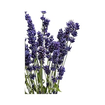 Tr Zevli Canlı Aromatik Mutfak Bitkileri Lavanta Fidesi