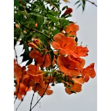Turuncu Japon Gülü Çiçeği Fidanı 20-45 Cm Saksılı Çiçekli Bodur Bitkiler Hibiscus Rose