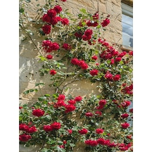 Videolu Kırmızı Sarmaşık Gül Fidanı Kokulu 90 140 Cm 1 Adet Tüplü Aşılı Gül Red Rose
