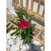 Koyu Kırmızı Zakkum Çiçeği Çok Yıllık 1 Adet Saksılı/ Tüplü 30-60 Cm Red Oleander