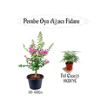 Pembe Oya Ağacı Fidanı 1 Adet Saksılı+tül Kuşonmaz Çiçeği Hediyeli