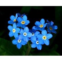 200+ Forget Me Not Beni Unutma Çiçeği Tohumu N114194