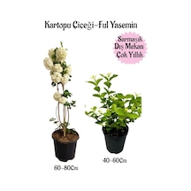 Kartopu Çiçeği 1 Adet +kokulu Ful Yasemin 1adet Saksılı Bahçe Peyzaj Seti