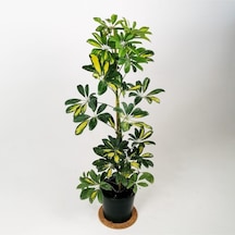 Şeflera 5 Parmak Bitkisi Schefflera Çiçeği Tek Gövdeli 50-70 Cm