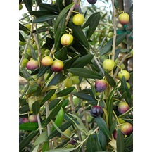 Videolu 1 Adet Trilya Zeytin Fidanı Yüksek Verimli 30-60 Cm Tüplü Dış Mekan Ağaçları Olive Tree