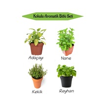 Aromatik Kokulu Mutfak Seti Adaçayı+nane+kekik+reyhan Fidesi 4 Adet