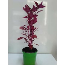 Çingene Şalvarı Fidesi Fidanı 10-20 Cm