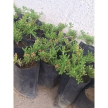 2 Adet Acem Halısı Fidanı