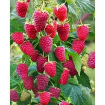 Yediveren Ahududu Fidanı Rubus İdaeus Tüplü