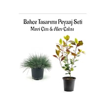 Mavi Çim 1 Adet Saksılı 10-20cm +alev Çalısı 30-60cm 1 Adet Bahçe Seti