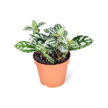 Pilea Cadierei Karyağdı Çiçeği Ev Ofis Salon Iç Mekan Bitkisi - 10 Cm