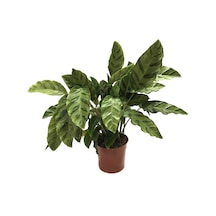 Calathea Albertii Dua Çiçeği
