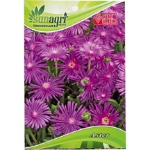 Sunagri Aster Çiçeği Çiçek Tohumu