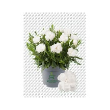 Bodur Karanfil Çiçeği Beyaz Renk 15-25cm Saksılı Yeni Sezon Ürün