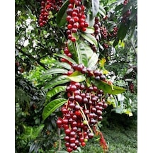3 Adet Karayemiş Fidanı Prunus Laurocerasus Çok Yıllık Sağlam