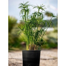 Parlak Yapraklı Japon Şemsiyesi Bitkisi 1 Adet Saksılı 30-50cm Cyperus Alternifolius