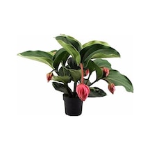 Medinilla Magnifica, Medine Gülü Çiçeği